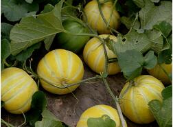 蔬菜種子種植戶客戶點評-金帝薄皮甜瓜，果形漂亮