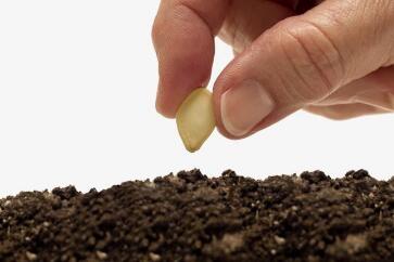 蔬菜種子栽培技術(shù)-<b>夏天播種、栽培注意事項</b>