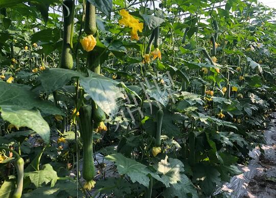 蔬菜種子種植戶客戶點(diǎn)評-種植“優(yōu)比1號”差的用戶，差到什么樣子？