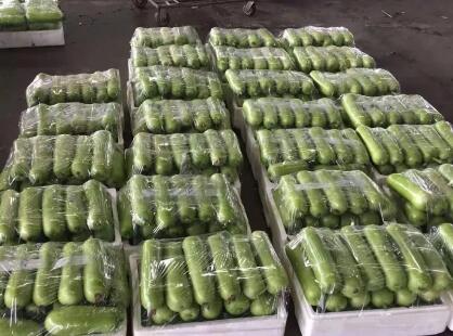 蔬菜種子種植戶客戶點(diǎn)評-上市早，價格好！我連續(xù)種了三年，滿意！