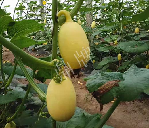 蔬菜種子種植戶客戶點(diǎn)評-上市了，14元/公斤。河南客戶發(fā)來…