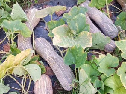 蔬菜種子種植戶客戶點評-了解它，就能種好它，獲得更高收入?。?！