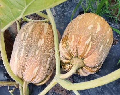 蔬菜種子種植戶客戶點(diǎn)評-“押寶”押對了，押對這個品種賺了2倍錢！