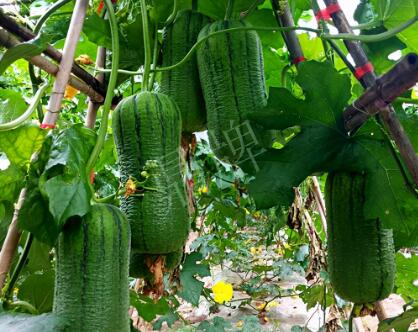 蔬菜種子種植戶客戶點(diǎn)評-這個新品種，讓我“頭痛”…