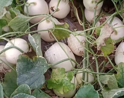 蔬菜種子種植戶客戶點(diǎn)評-“甜，真甜，真是甜！”