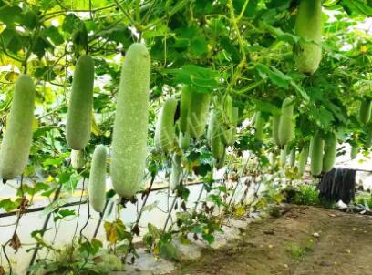 蔬菜種子種植戶客戶點(diǎn)評-我種的冬瓜，肉緊味甜，按個賣！