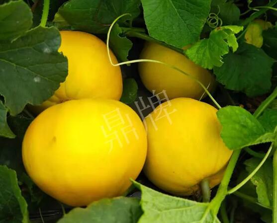 蔬菜種子種植戶客戶點(diǎn)評-純賺50萬，我這個“張大膽”榮光了一把！