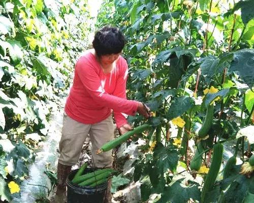 優(yōu)秀絲瓜作品展播，請為菜農(nóng)劉健平夫婦點贊