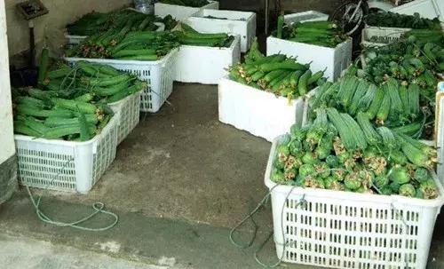 優(yōu)秀絲瓜作品展播，請為菜農(nóng)劉健平夫婦點贊