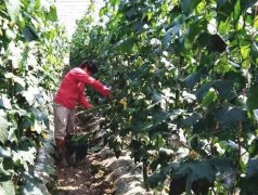 蔬菜種子種植戶客戶點(diǎn)評-優(yōu)秀絲瓜作品展播，請為菜農(nóng)劉健平夫婦點(diǎn)贊