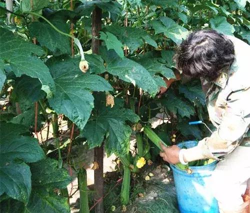 優(yōu)秀絲瓜作品展播，請為菜農(nóng)劉健平夫婦點贊