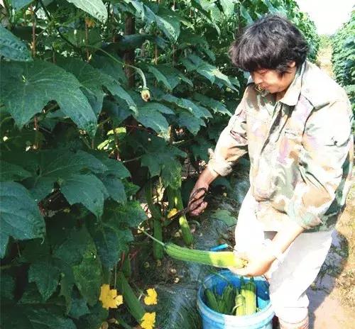 優(yōu)秀絲瓜作品展播，請為菜農(nóng)劉健平夫婦點贊