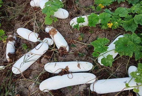 您種植過“堆堆瓜”嗎？看一看，地上全是瓜！一睹芳容