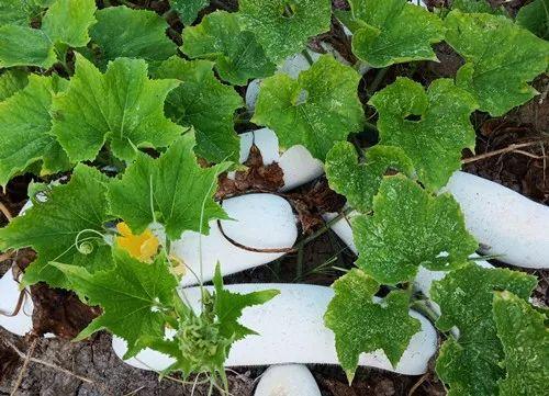 您種植過“堆堆瓜”嗎？看一看，地上全是瓜！一睹芳容