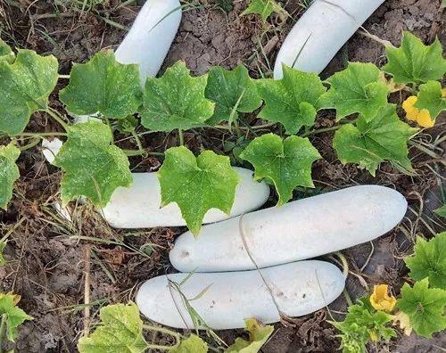 您種植過“堆堆瓜”嗎？看一看，地上全是瓜！一睹芳容