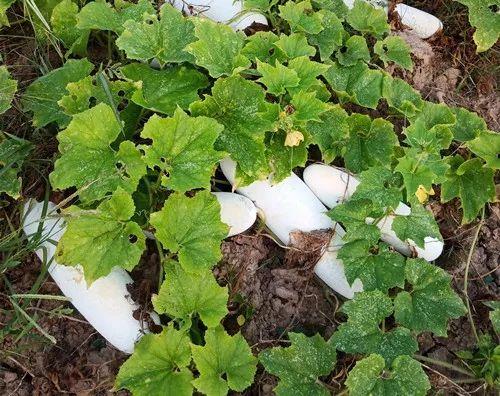 您種植過“堆堆瓜”嗎？看一看，地上全是瓜！一睹芳容