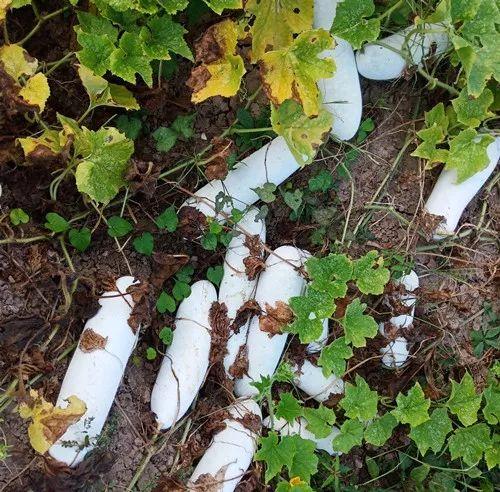 您種植過“堆堆瓜”嗎？看一看，地上全是瓜！一睹芳容