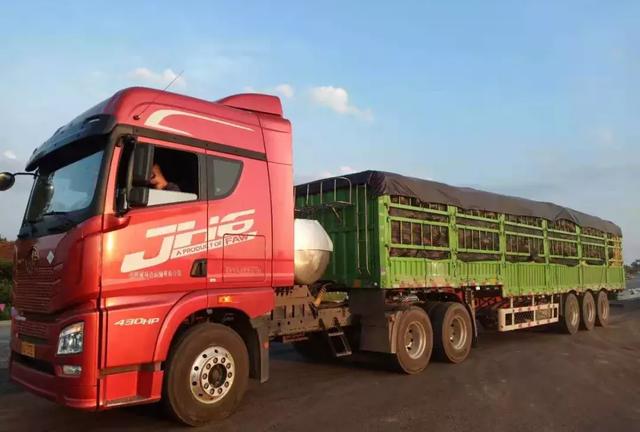 種南瓜竟然種出“麻煩”了，瓜販搶購，電視臺(tái)記者也趕來了