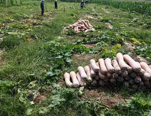 種南瓜竟然種出“麻煩”了，瓜販搶購，電視臺(tái)記者也趕來了