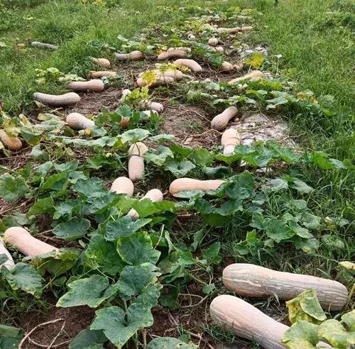 種南瓜竟然種出“麻煩”了，瓜販搶購，電視臺(tái)記者也趕來了