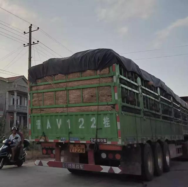 種南瓜竟然種出“麻煩”了，瓜販搶購，電視臺(tái)記者也趕來了