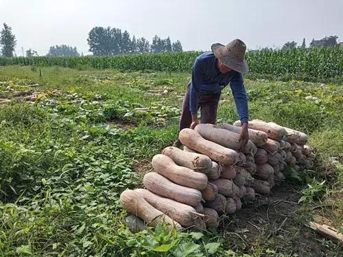 種南瓜竟然種出“麻煩”了，瓜販搶購，電視臺(tái)記者也趕來了