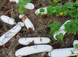 蔬菜種子種植戶客戶點評-您種植過“堆堆瓜”嗎？看一看，地上全是瓜！一睹芳容！