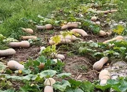 蔬菜種子種植戶客戶點評-周小為種植的健美蜜本又被報銷了，連電視臺記者也趕來了！