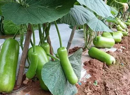 蔬菜種子種植戶客戶點(diǎn)評-浙江菜農(nóng)種植的鼎牌瓠瓜喜獲豐收，又賣上了好價錢!