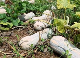 蔬菜種子種植戶客戶點(diǎn)評-一袋種子100粒，輕松賺回3000元...