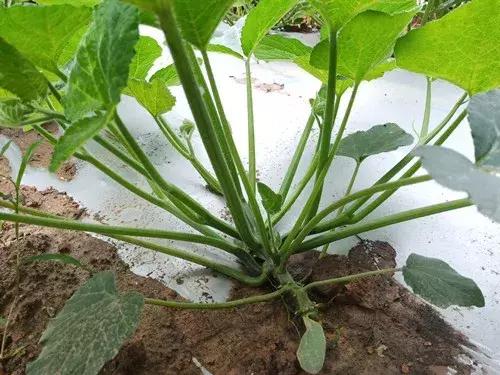 菜農(nóng)種植無需噴農(nóng)藥的蔬菜，不僅栽培簡單、而且效益高