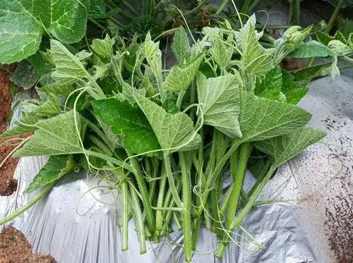 菜農(nóng)種植無需噴農(nóng)藥的蔬菜，不僅栽培簡單、而且效益高