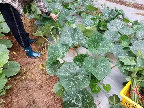 菜農(nóng)種植無需噴農(nóng)藥的蔬菜，不僅栽培簡單、而且效益高