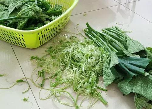 菜農(nóng)種植無需噴農(nóng)藥的蔬菜，不僅栽培簡單、而且效益高