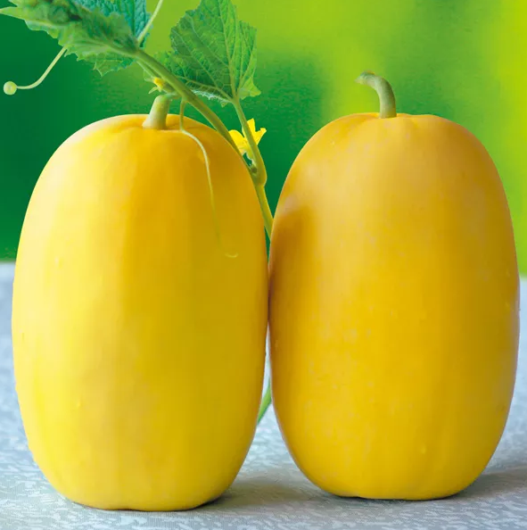 雇工難、成本高，想種甜瓜怎么辦？