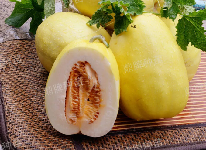 雇工難、成本高，想種甜瓜怎么辦？