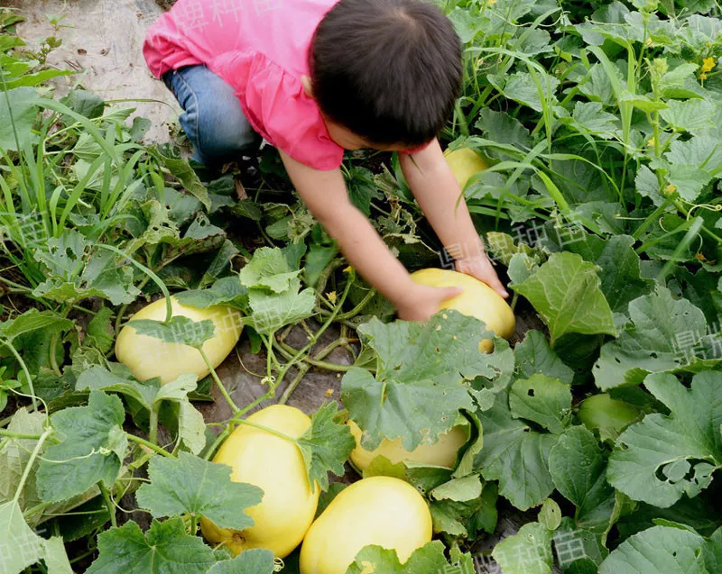 雇工難、成本高，想種甜瓜怎么辦？