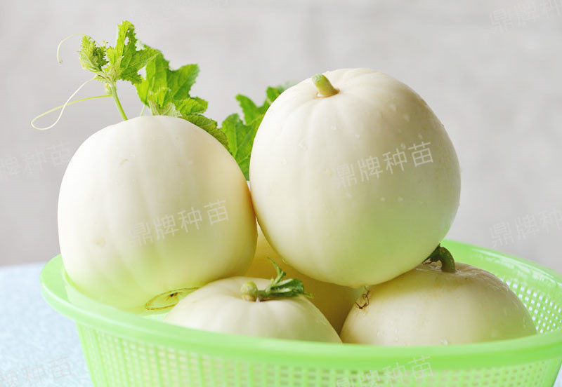 就這4個(gè)薄皮甜瓜，畝產(chǎn)萬斤很輕松，瓜果菜農(nóng)搶著種植