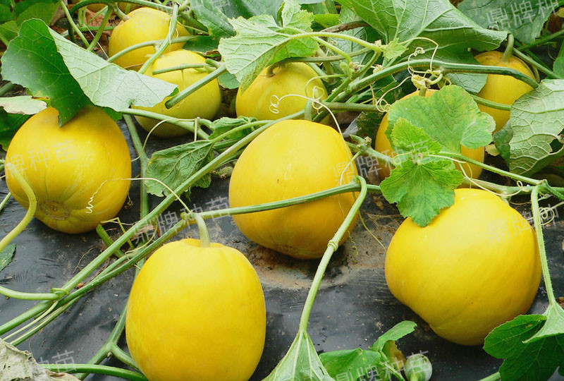 就這4個(gè)薄皮甜瓜，畝產(chǎn)萬斤很輕松，瓜果菜農(nóng)搶著種植