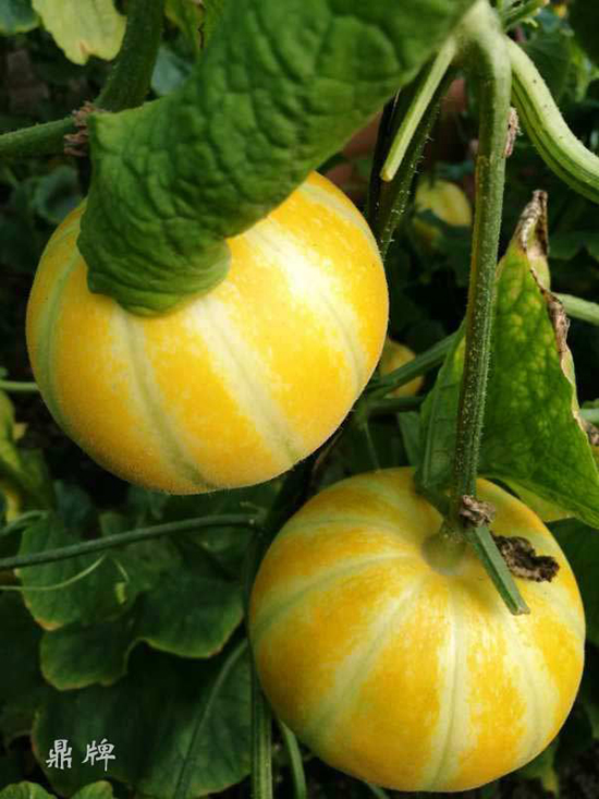 就這4個(gè)薄皮甜瓜，畝產(chǎn)萬斤很輕松，瓜果菜農(nóng)搶著種植