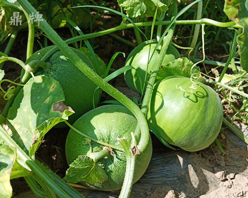 就這4個(gè)薄皮甜瓜，畝產(chǎn)萬斤很輕松，瓜果菜農(nóng)搶著種植