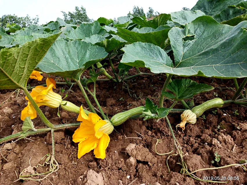 3元1斤的健美蜜本南瓜快成熟了，緬甸種植戶(hù)發(fā)來(lái)圖片與視頻