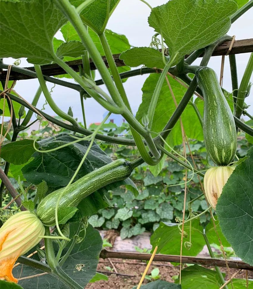 3元1斤的健美蜜本南瓜快成熟了，緬甸種植戶(hù)發(fā)來(lái)圖片與視頻