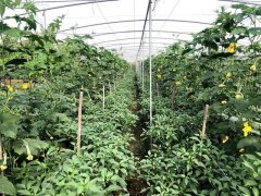 蔬菜種子種植戶客戶點(diǎn)評(píng)-這個(gè)品種，結(jié)瓜太夸張了！太恐怖了！