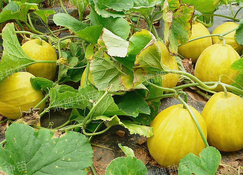 高溫季節(jié)種植甜瓜，什么品種最好？這個品種是秋季上市的專用品種