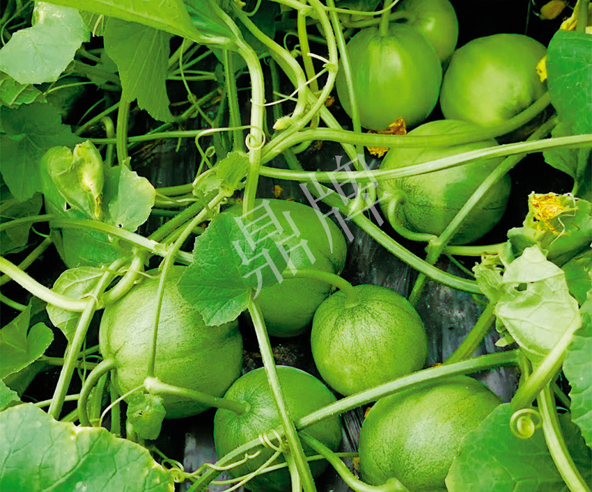 7元一斤還遭瘋搶，畝收益超2萬元！到底什么甜瓜能這么牛？