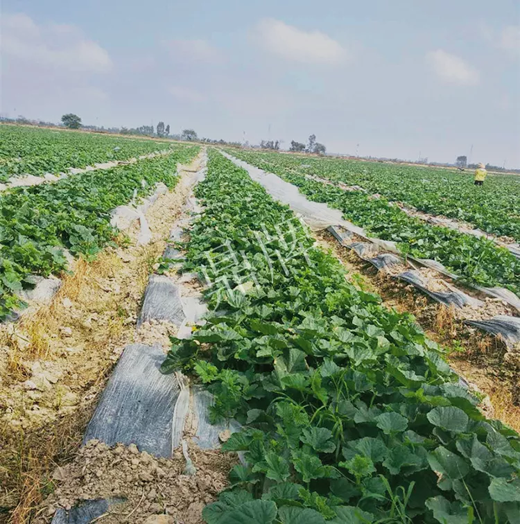 7元一斤還遭瘋搶，畝收益超2萬元！到底什么甜瓜能這么牛？