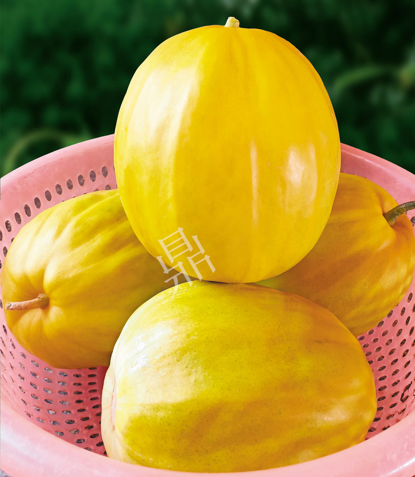 優(yōu)質(zhì)甜瓜新品種！畝產(chǎn)最高可達(dá)7000斤！還沒(méi)有畸形瓜