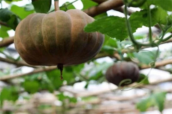 知道最甜最面的南瓜品種嗎？盤點(diǎn)十種有營(yíng)養(yǎng)的甜面南瓜...