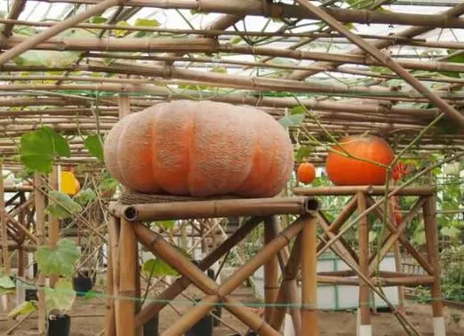 知道最甜最面的南瓜品種嗎？盤點(diǎn)十種有營(yíng)養(yǎng)的甜面南瓜...